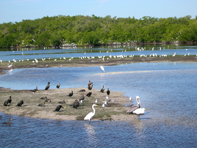 Ding Darling Wildlife Refuge